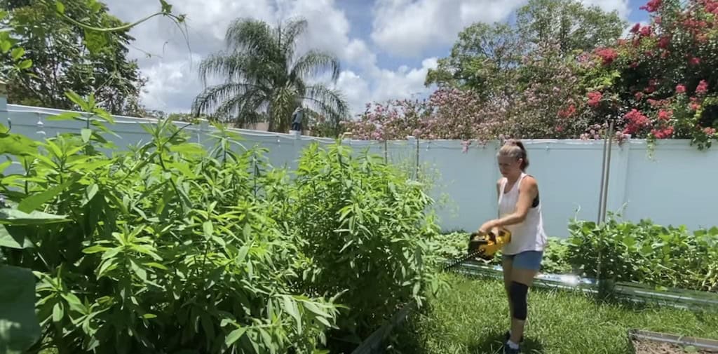 florida summer vegetables